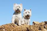 WESTIE 226